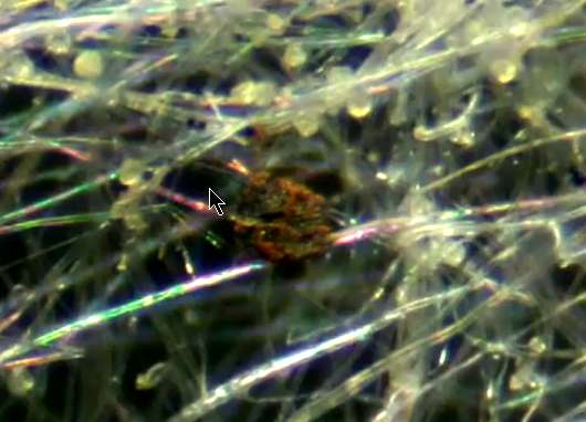 Chemtrail-Fallout aus Polyamid-Fasern mit daran haftenden Nano-Partikeln vom 29.05.12