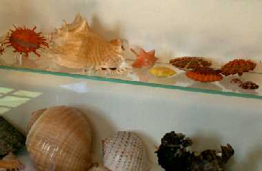 Muscheln, Schnecken, Versteinerungen, Meersburger Neues Schloss